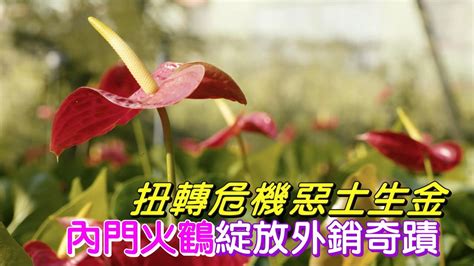 內門三寶|【高雄】把火鶴花變成內門三寶之一的男人 返鄉照顧父母也讓年。